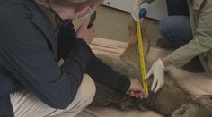 Záhada usmrteného zvieraťa: Vodič v Bratislave zrazil tvora podobajúceho sa na vlka