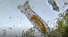 Prevratný objav vedcov. Našli tvora, ktorý sa prebudil z permafrostu po 24-tisíc rokoch