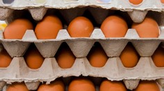 Slovenská sliepka zniesla obrie vajce: Nasýtilo by dve deti