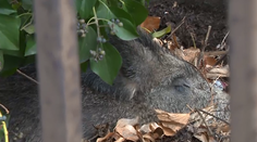 Streľba pod Slavínom! V milionárske štvrti museli policajti zastreliť divé svine