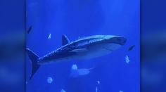 Namiesto žraloka len robotická atrapa. Čínske akvárium čelí rozhorčeniu návštevníkov