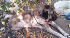 Nemali peniaze na liečbu psíka, tak ho priviazali k stromu a nechali pomaly umierať