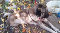 Nemali peniaze na liečbu psíka, tak ho priviazali k stromu a nechali pomaly umierať