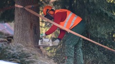 Pozrite si nádhernú jedľu zo Slovenska, ktorá bude stáť na námestí v Bruseli