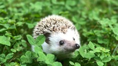 Porodila rekordný počet ježkov a zdochla. O mláďatá sa začal starať dôchodca z Bánoviec nad Bebravou