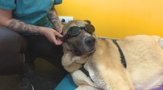 Príbeh týraného psíka Bruna speje k dobrému koncu aj vďaka divákom Markízy