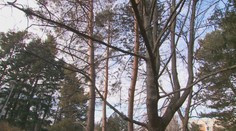 Prípad smrtiaceho stromu z Nitry načal tému zodpovednosti za škody. Nastala ďalšia nehoda