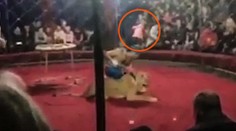 Hrôzostrašný incident z cirkusu: Levica zaútočila na dievča (4) a pohrýzla ho do tváre