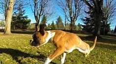 Boxer prišiel o zadné nohy, ale behá bez problémov. Pozrite si dôkaz