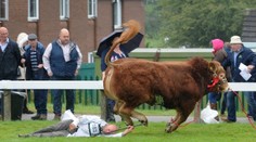 Panika na farmárskej súťaži: Splašený býk, ktorý vyhral prvú cenu, dokaličil majiteľa