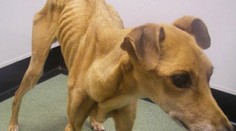 Najvychudnutejší pes na svete. Majiteľ ho nechal vyhladovať na smrť