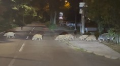 Bratislavu zaplavili skupinky diviakov. Strety s obyvateľmi pribúdajú