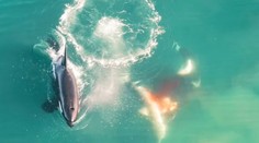 Krásne i mrazivé zároveň. Zverejnili prvé zábery kosatiek loviacich najobávanejšieho žraloka