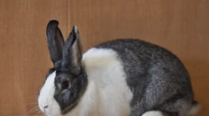 Bratislavčan (43) skončil v cele po tom, čo sa veterinárovi vyhrážal za smrť králika zabitím