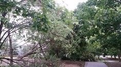 V nemeckom Schwerine spadla veľká vetva na stánok s pivom. Desiatky zranených