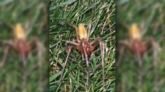 V Bratislave odfotili nebezpečného pavúka. Po uštipnutí hrozia zdravotné problémy