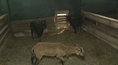 V Zámutove vyčíňajú túlavé psy. Trhajú ovce, kozy či sliepky