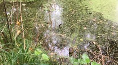 Prekvapenie v poľských vodách. Policajti tam odchytili exotického plaza