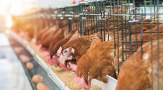 Veterinári preverujú farmy na Slovensku: Hľadajú nebezpečný pesticíd