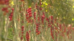 Toto nedokáže na Slovensku nikto. Pozrite, čo sa podarilo nášmu farmárovi