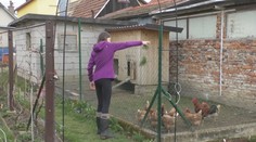 Slováci sa vracajú k domácemu chovu sliepok. Prispeli k tomu aj vysoké ceny vajec