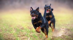 Išiel si len zabehať, domov sa už nevrátil. Mladého Taliana vo verejnom parku na smrť dohrýzli rotvajlery