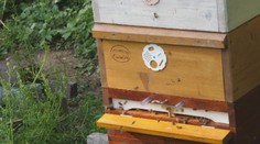 Včelárke na Záhorí ukradli úle. Zlodeja však usvedčilo logo a požičaný prívesný vozík