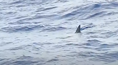 Žralok v obľúbenej destinácii: Tak blízko pri pevnine sa neobjavil 10 rokov