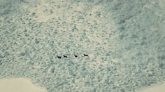 Pri tomto videu prestanete dýchať. Kamzíky pohltila lavína