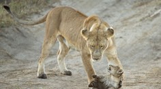 V Afrike rapídne klesá populácia levov. O prirodzené prostredie ich obrala aj ľudská činnosť