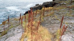 Ukrajinskí vojaci z Hadieho ostrova, ktorí poslali Rusov do r**i, sú možno na žive