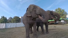 V kamióne, v malých ohradách a po celej krajine. Mobilná zoo so slonmi či tuleňom podľa odborníkov obchádza vlažnú legislatívu