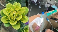 Pozor na túto rastlinu, ktorú môžete mať v záhrade. Žena skončila v nemocnici