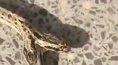 VIDEO: Farmára na jeho pozemku šokoval dvojhlavý had. Tvor je hitom internetu