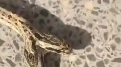 VIDEO: Farmára na jeho pozemku šokoval dvojhlavý had. Tvor je hitom internetu