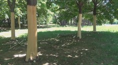 V Trenčíne vyčíňa holič stromov. Odborníčka hovorí o fatálnych následkoch