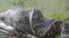 Tomuto pytónovi sa radšej vyhnite