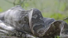 Tomuto pytónovi sa radšej vyhnite