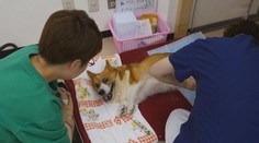 Slušne dožiť môžu už aj psy. Založili pre nich špeciálne centrum