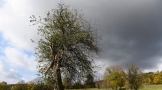 Hlasujte za jabloň z Bošáce, môže sa stať Európskym stromom roka: Je za ňou silný príbeh