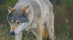 Taraba chce strieľať vlkov. Štátna ochrana prírody má pre neho prekvapujúci odkaz