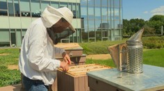 Najlepší med nemusí byť z vidieka. Včely z mestských úľov majú všetko, čo potrebujú