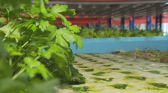 Farma budúcnosti: Slovenskí pestovatelia nepotrebujú vďaka inovatívnej metóde pôdu a ušetria množstvo vody