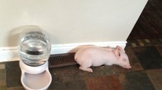 Dvojica si myslela, že kupuje miniprasiatko. Pozrite sa, ako ich oklamali