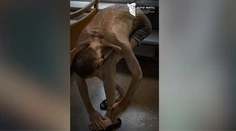 Vychudnuté telo, trčiace kosti a modriny. Rusi prepustili ukrajinských zajatcov