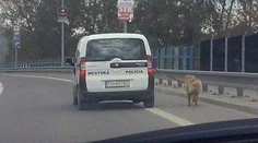 Psíčkari sa búria pre túto fotku. Policajti vraj inú možnosť nemali