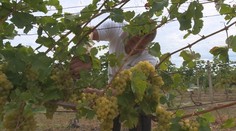 Našim vinohradníkom hrozí zánik. Nedokážu konkurovať južným krajinám