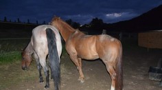 Opitý vodič narazil do koňa, druhý sa splašil a zhodil jazdkyňu