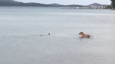 Netradičné zvieracie stretnutie: Žralok na obľúbenej chorvátskej pláži priplával až k brehu