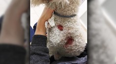 V petržalskej pivárni jej psa dohrýzol husky: Podľa nej ide o psa majiteľa podniku